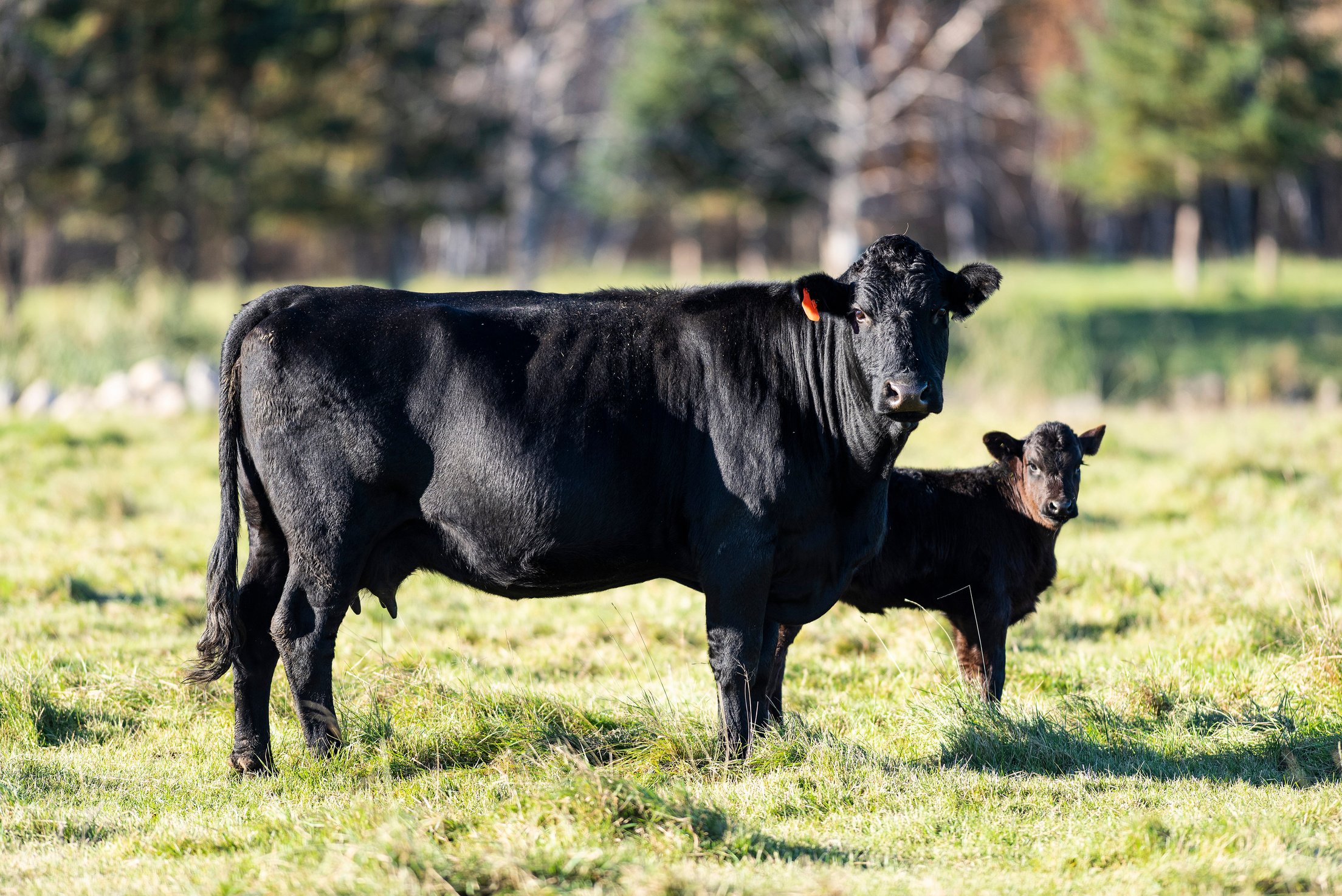 Black Angus cow with her calf